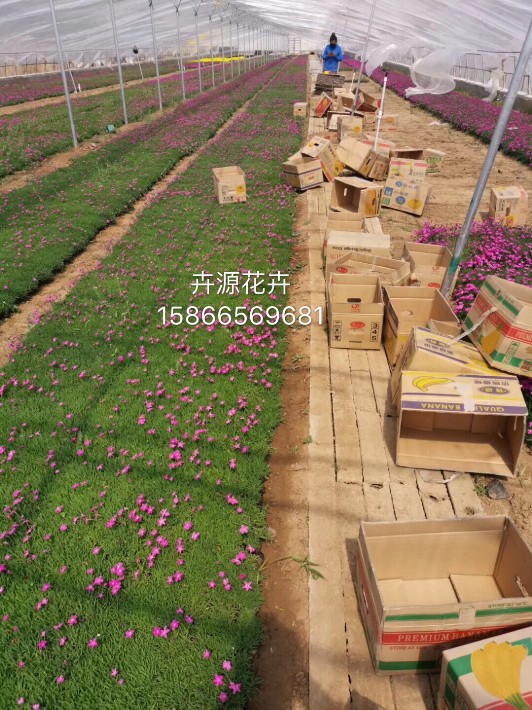 歐石竹··4.JPG