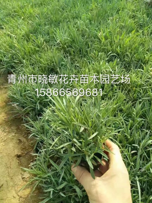 地被石竹7.JPG