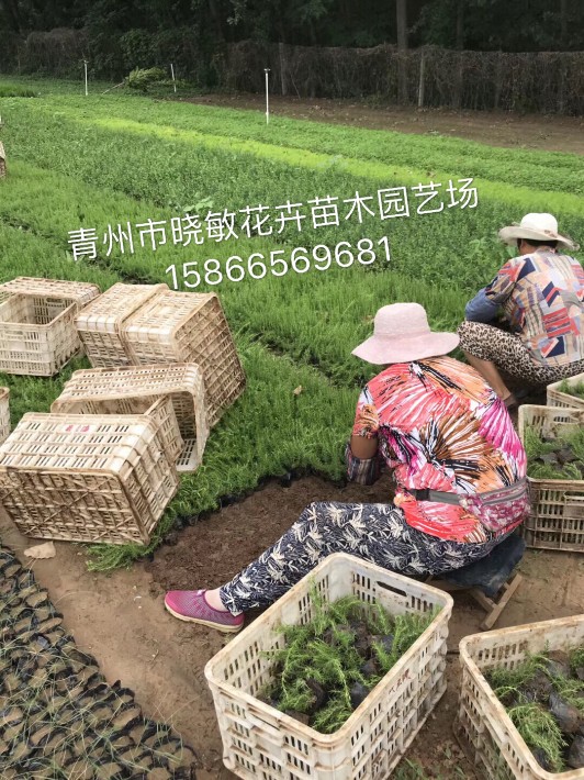 芝櫻68.JPG