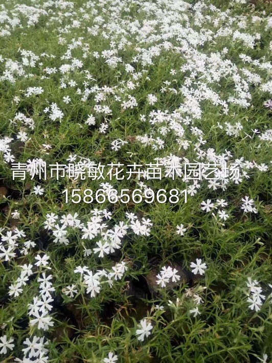 芝櫻5.JPG