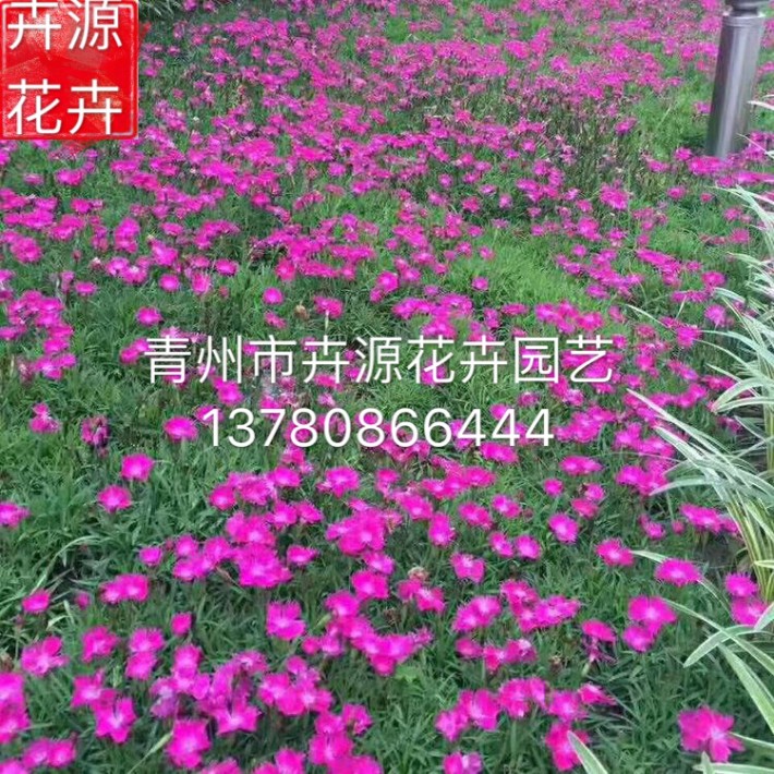 歐石竹12.JPG