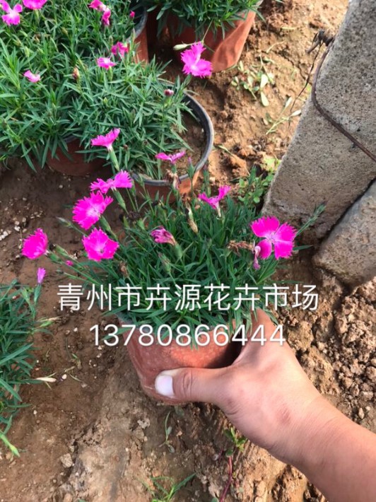 歐石竹17.JPG