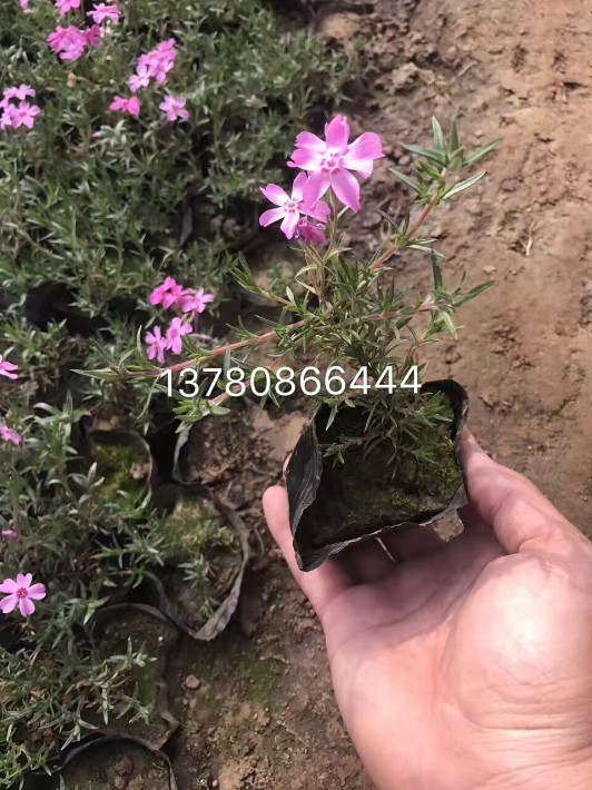 芝櫻6.JPG