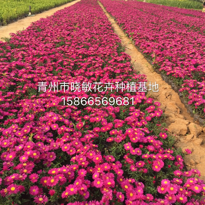 荷蘭菊1.JPG