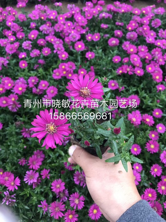 荷蘭菊8.JPG