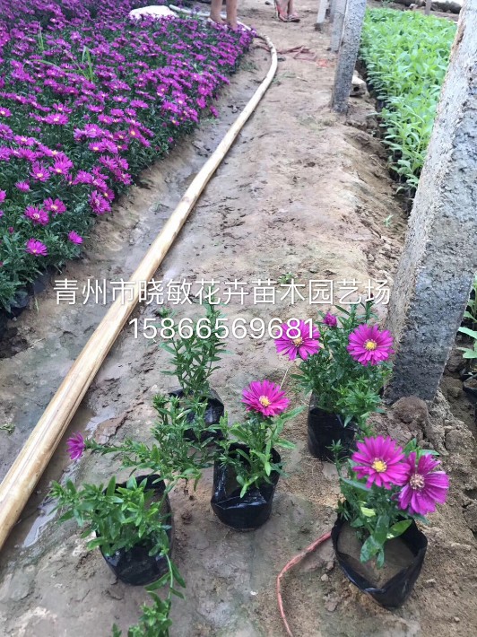 荷蘭菊5.JPG