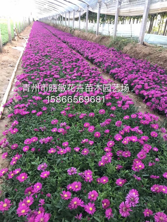 荷蘭菊6.JPG