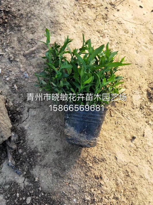 荷蘭菊12.JPG