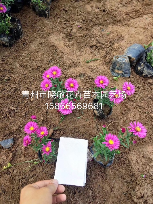 荷蘭菊11.JPG