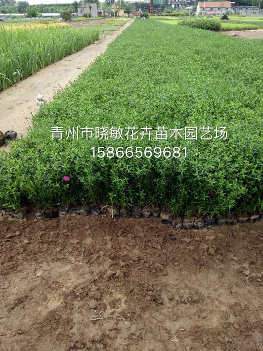 荷蘭菊10.JPG
