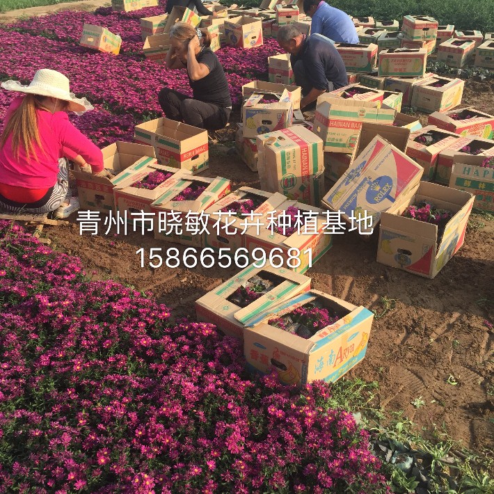 荷蘭菊3.JPG