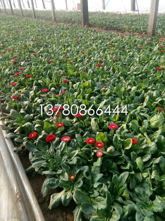 雛菊.JPG