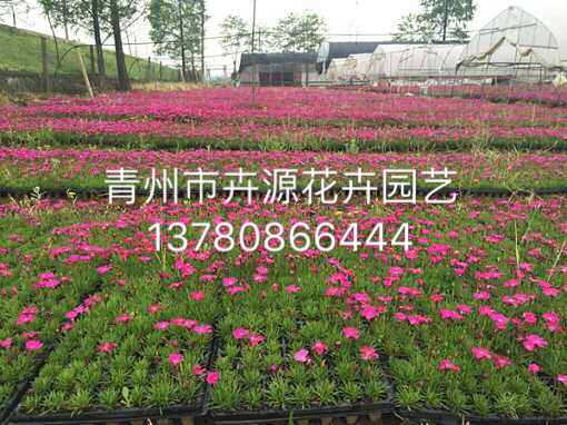 歐石竹5.JPG