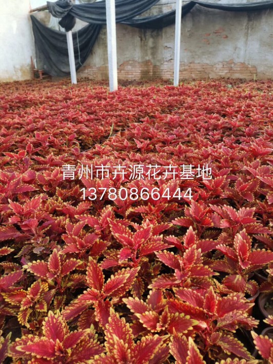 彩葉草5.JPG