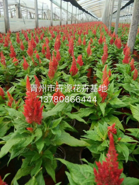 一支筆11.JPG