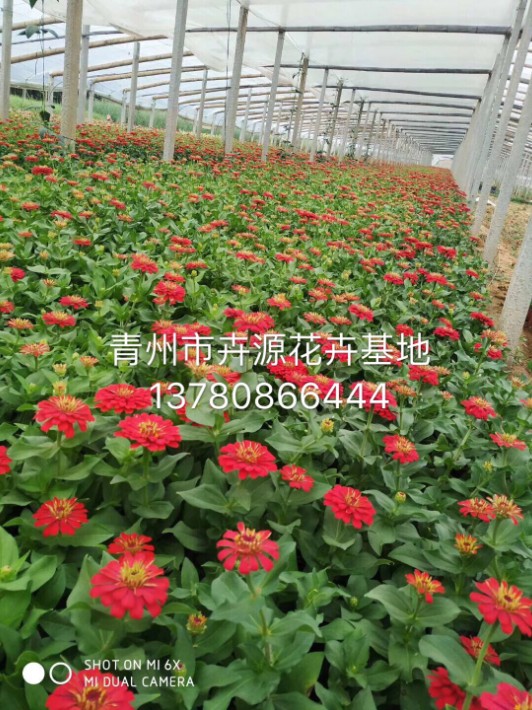 百日草2.JPG