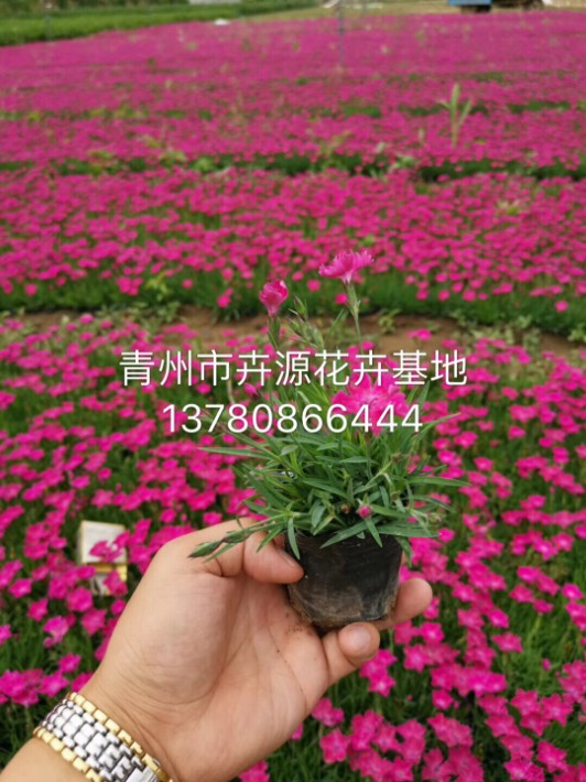 歐石竹27.JPG