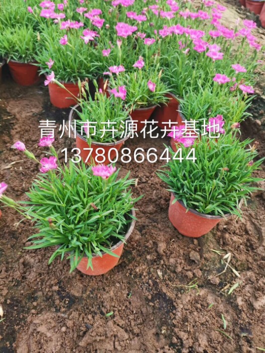 歐石竹40.JPG