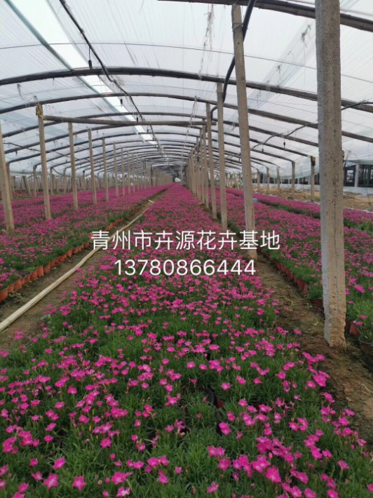 歐石竹39.JPG
