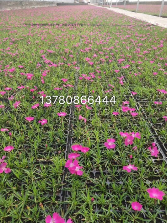 歐石竹0.1.JPG
