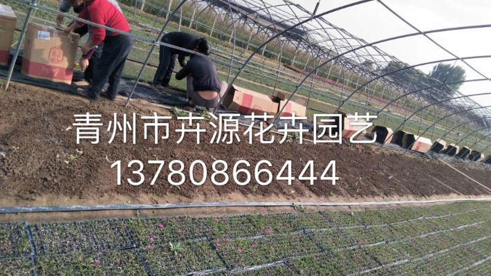 歐石竹3.JPG
