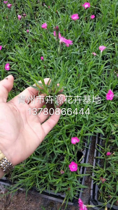 歐石竹35.JPG