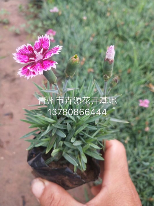 彩虹石竹24.JPG