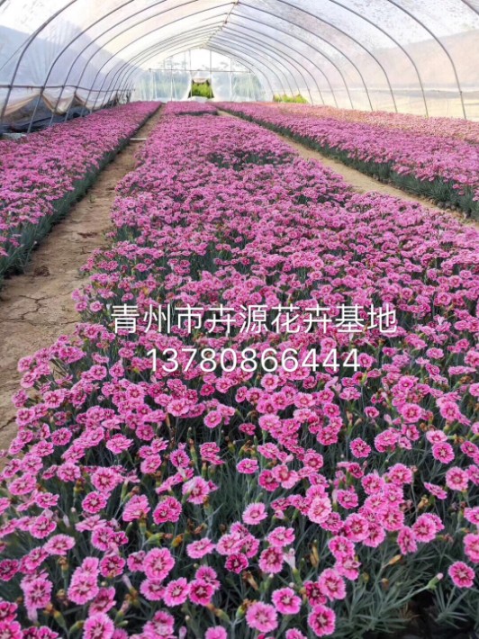 彩虹石竹39.JPG