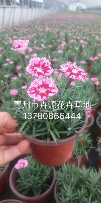 彩虹石竹30.JPG