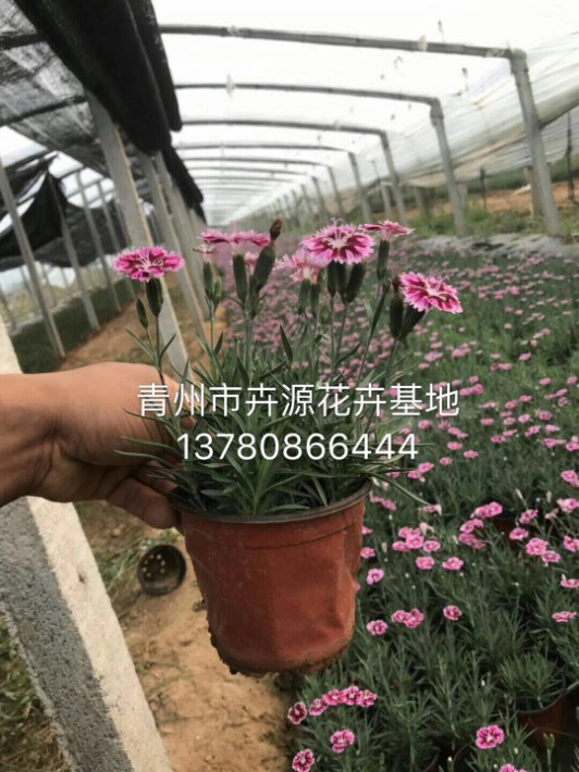彩虹石竹29.JPG