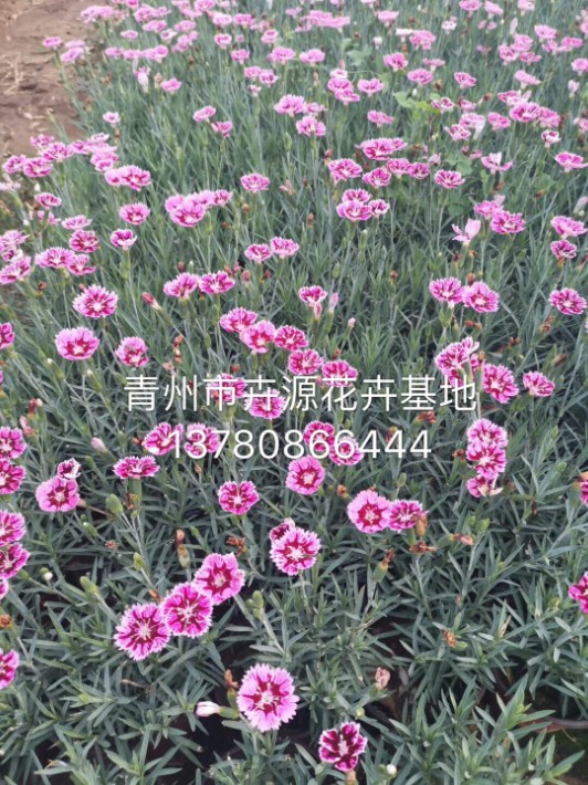 彩虹石竹28.JPG