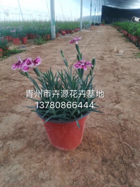 彩虹石竹31.JPG