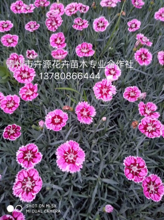 彩虹石竹11.JPG