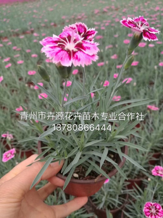 彩虹石竹13.JPG