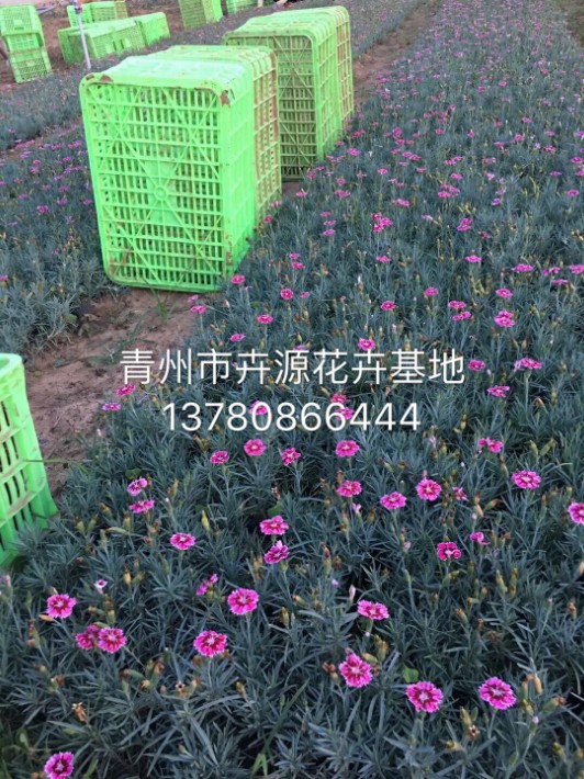 彩虹石竹36.JPG