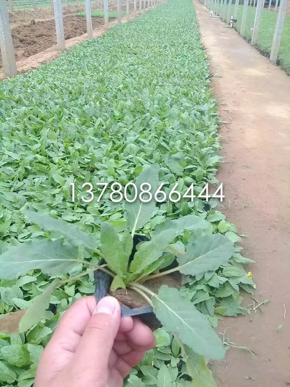 地被鼠尾草3.jpg