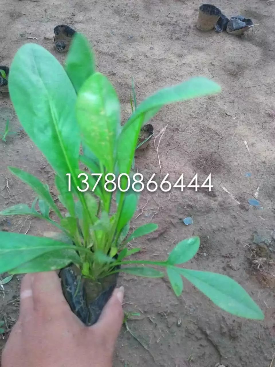 金雞菊2.jpg