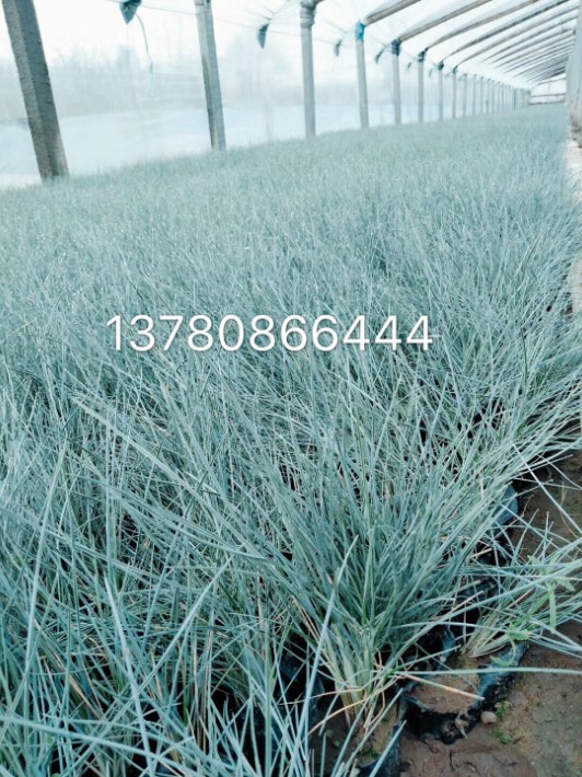 藍羊茅·3.JPG