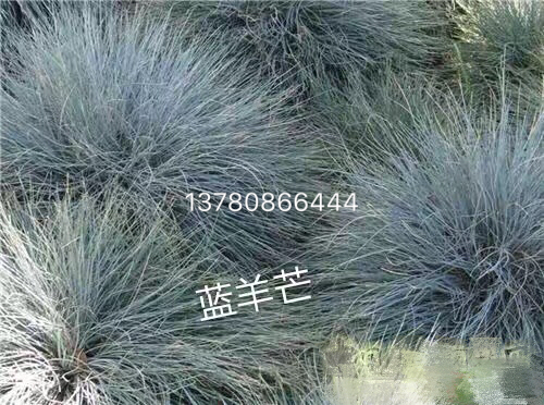 藍羊茅.JPG