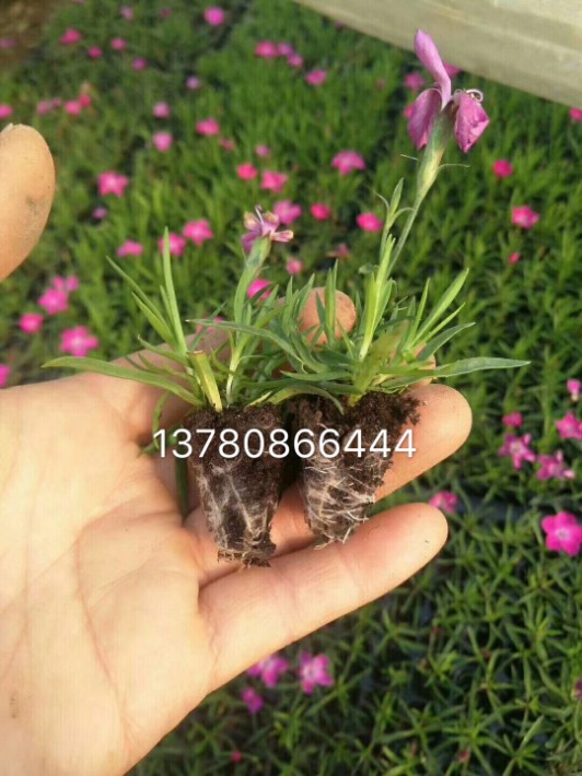 歐石竹0.4.JPG