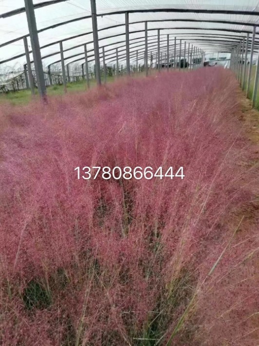 粉黛亂子草22.jpg
