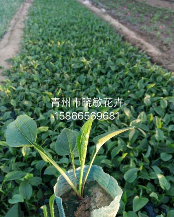 松果菊23.JPG