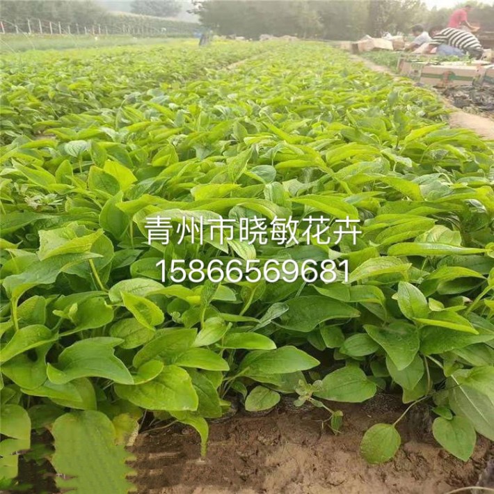 松果菊21.JPG