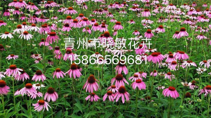 松果菊16.JPG