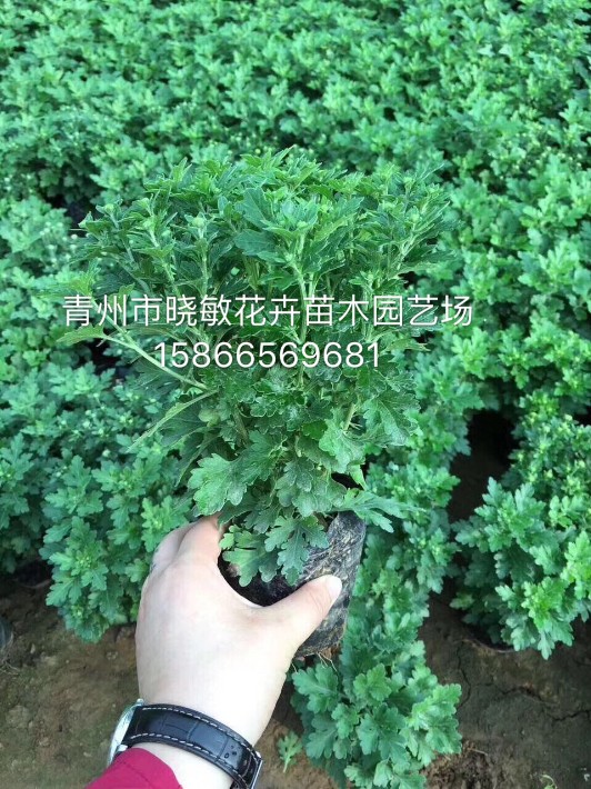 國(guó)慶菊12.JPG