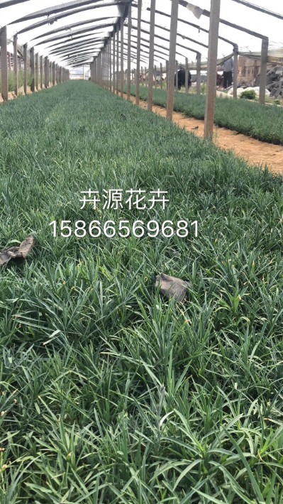 地被石竹8.JPG