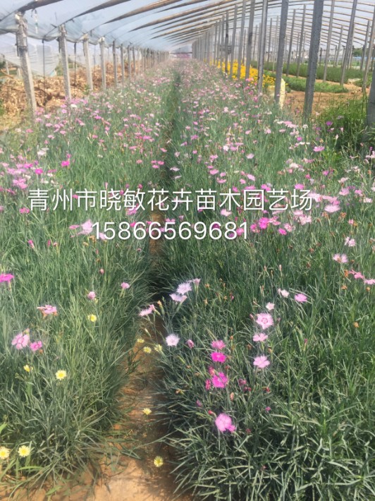 地被石竹1.JPG