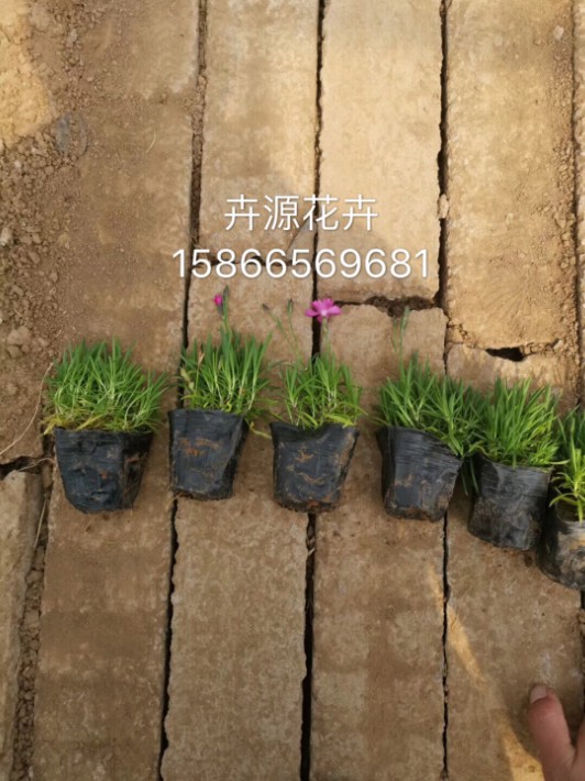 歐石竹··2.JPG