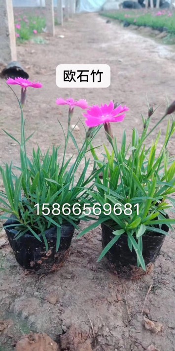 歐石竹19.JPG