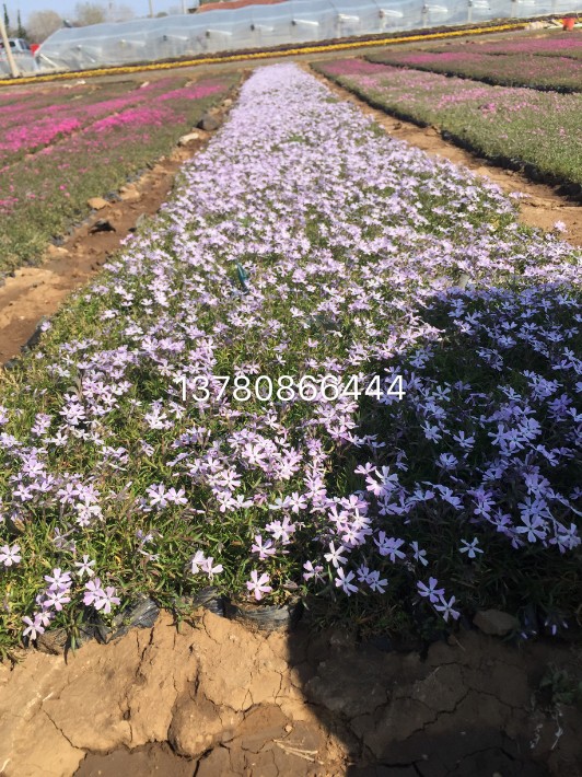 芝櫻8.JPG